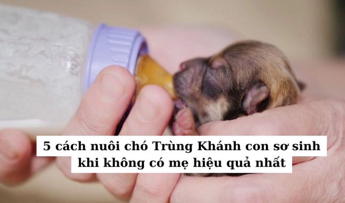 5 cách nuôi chó Trùng Khánh con sơ sinh khi không có mẹ hiệu quả nhất