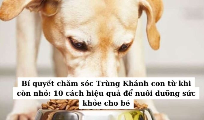 Bí quyết chăm sóc Trùng Khánh con từ khi còn nhỏ: 10 cách hiệu quả để nuôi dưỡng sức khỏe cho bé