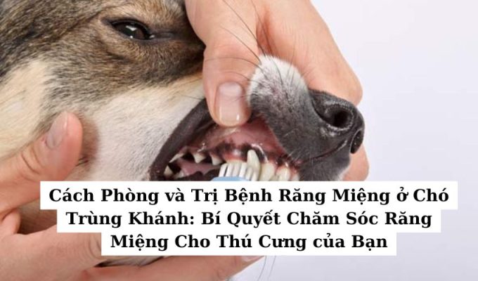 Cách Phòng và Trị Bệnh Răng Miệng ở Chó Trùng Khánh: Bí Quyết Chăm Sóc Răng Miệng Cho Thú Cưng của Bạn