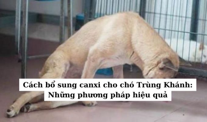 Cách bổ sung canxi cho chó Trùng Khánh: Những phương pháp hiệu quả