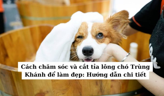 Cách chăm sóc và cắt tỉa lông chó Trùng Khánh để làm đẹp: Hướng dẫn chi tiết