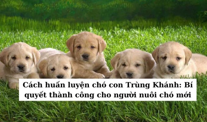 Cách huấn luyện chó con Trùng Khánh: Bí quyết thành công cho người nuôi chó mới