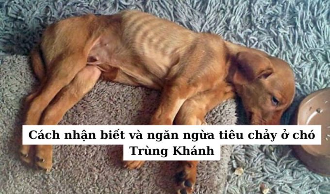 Cách nhận biết và ngăn ngừa tiêu chảy ở chó Trùng Khánh