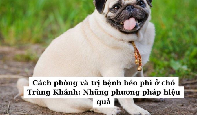 Cách phòng và trị bệnh béo phì ở chó Trùng Khánh: Những phương pháp hiệu quả