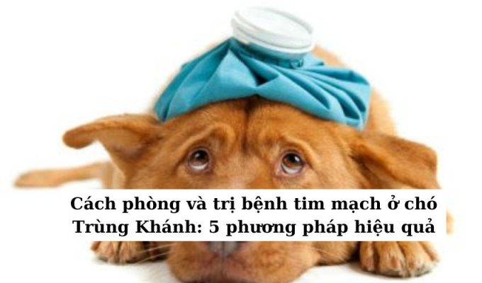 Cách phòng và trị bệnh tim mạch ở chó Trùng Khánh: 5 phương pháp hiệu quả