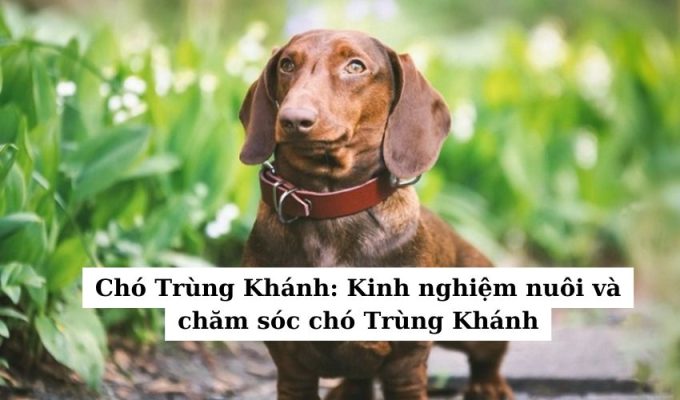 Chó Trùng Khánh: Kinh nghiệm nuôi và chăm sóc chó Trùng Khánh