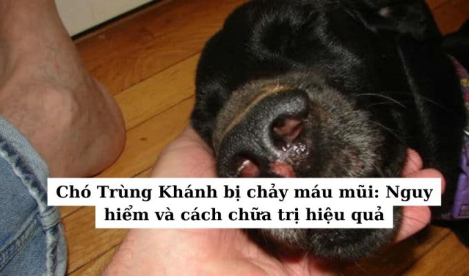 Chó Trùng Khánh bị chảy máu mũi: Nguy hiểm và cách chữa trị hiệu quả