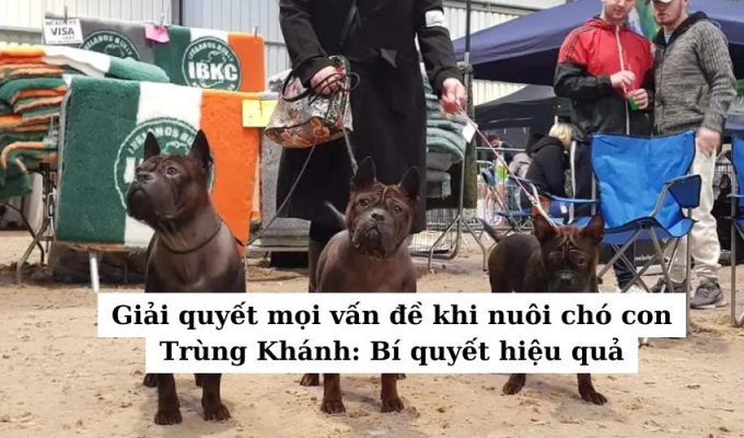 Giải quyết mọi vấn đề khi nuôi chó con Trùng Khánh: Bí quyết hiệu quả