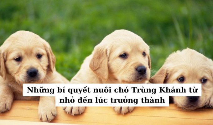 Những bí quyết nuôi chó Trùng Khánh từ nhỏ đến lúc trưởng thành