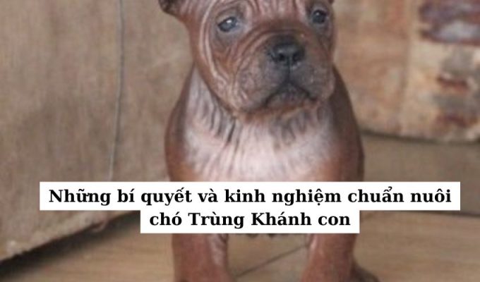 Những bí quyết và kinh nghiệm chuẩn nuôi chó Trùng Khánh con